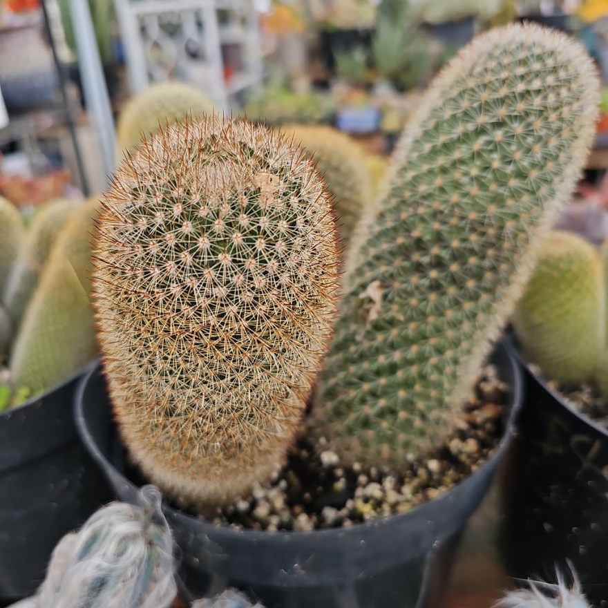 Picture of: Bristle Brush Cactus – AceMegaSucculents