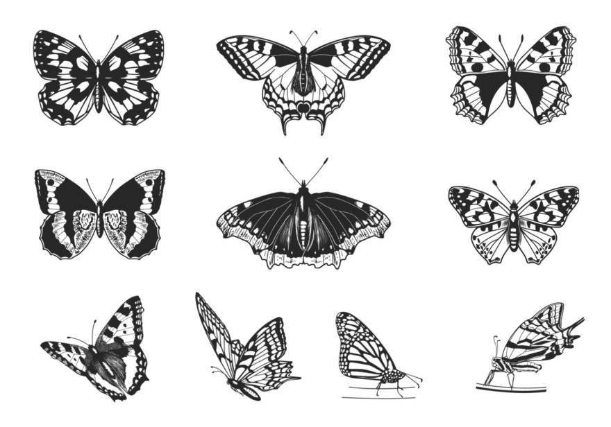 Picture of: Butterfly Brush Pack – Kostenlose Photoshop-Pinsel bei Brusheezy!