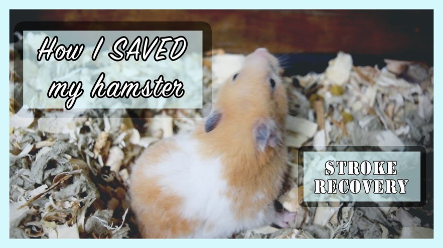 Picture of: MY HAMSTER ALMOST DIED  hamster stroke