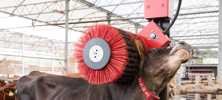 Picture of: The new Lely Luna offers maximum comfort for cows – Lely